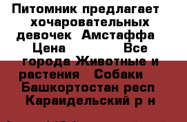 Питомник предлагает 2-хочаровательных девочек  Амстаффа › Цена ­ 25 000 - Все города Животные и растения » Собаки   . Башкортостан респ.,Караидельский р-н